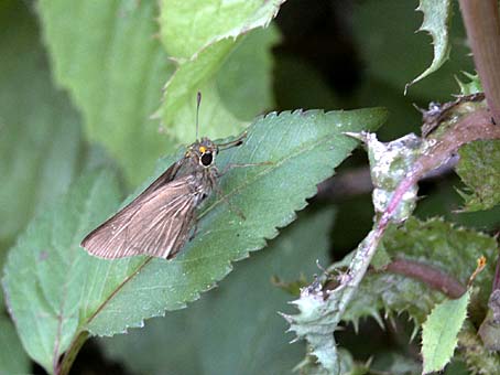 トガリチャバネセセリ